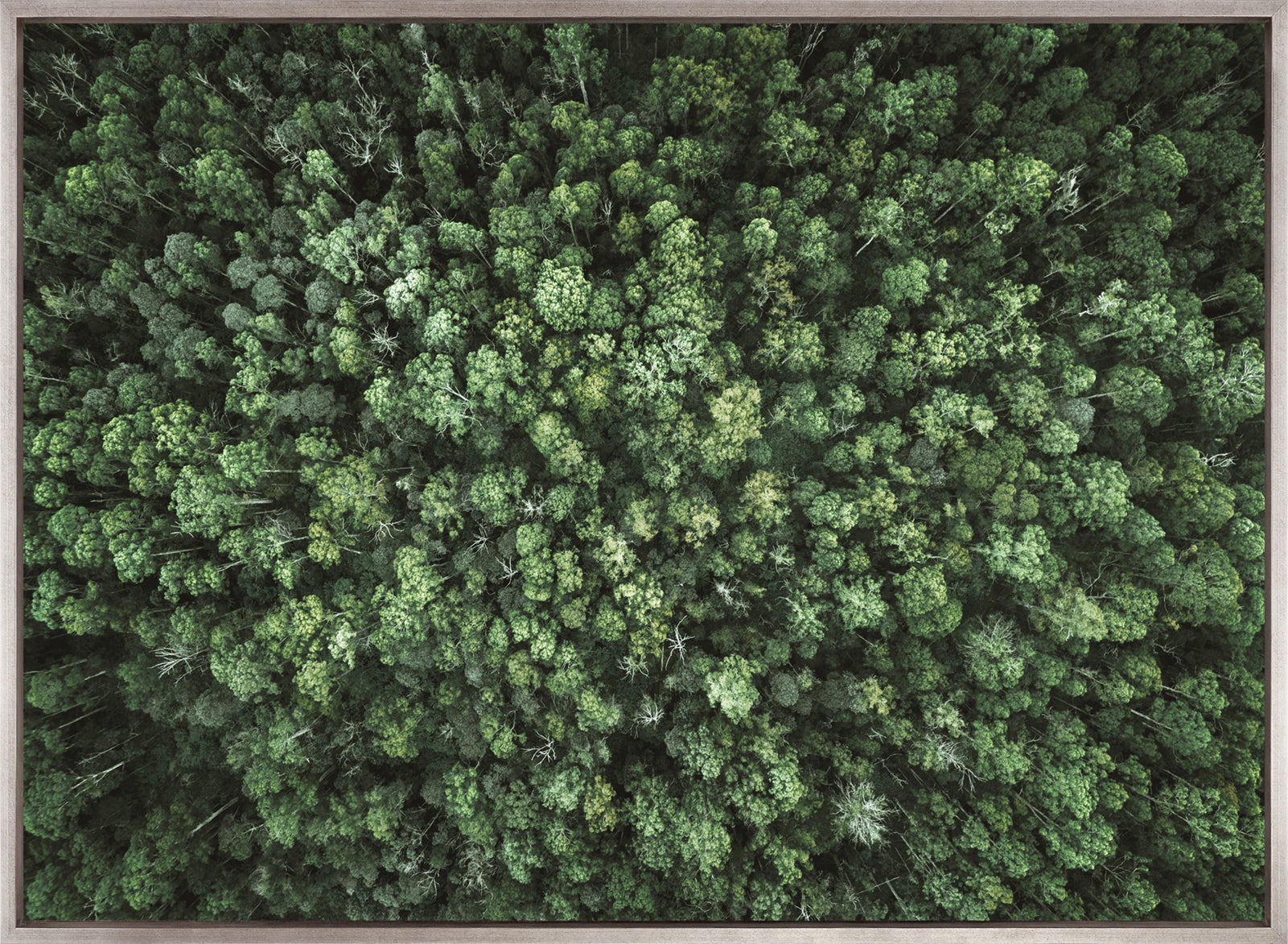 Gondwana Foliage VII (Canvas)
