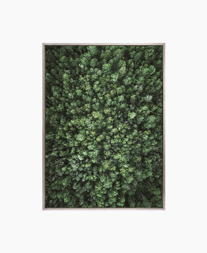 Gondwana Foliage VII (Canvas)