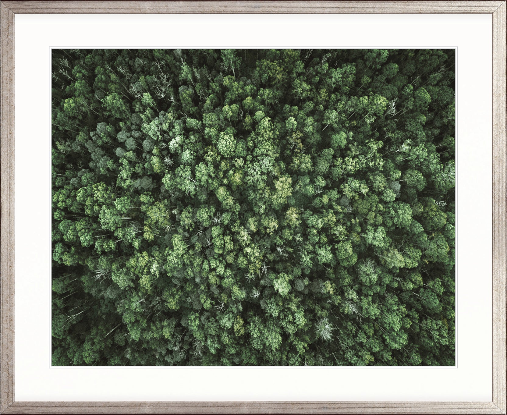 Gondwana Foliage VII