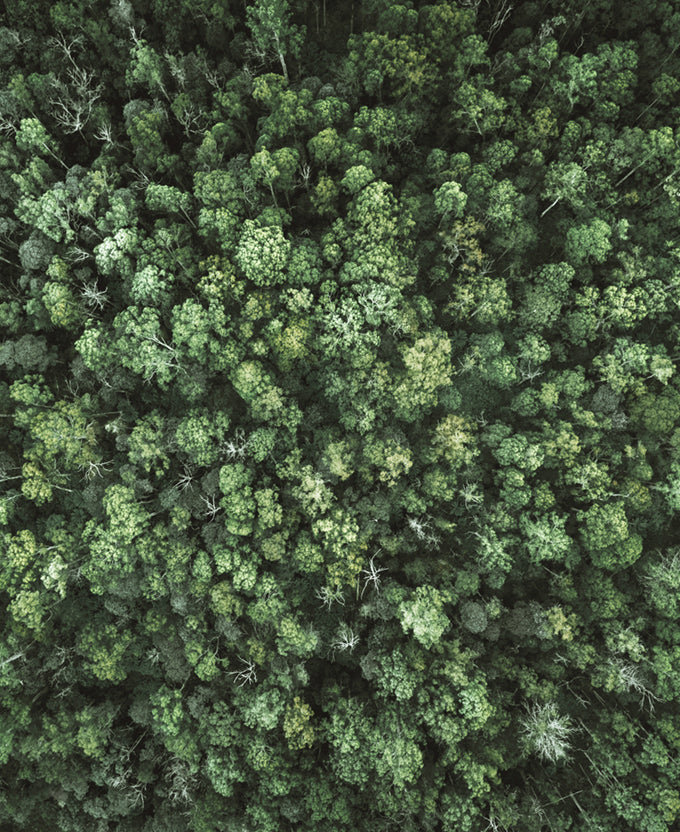 Gondwana Foliage VII