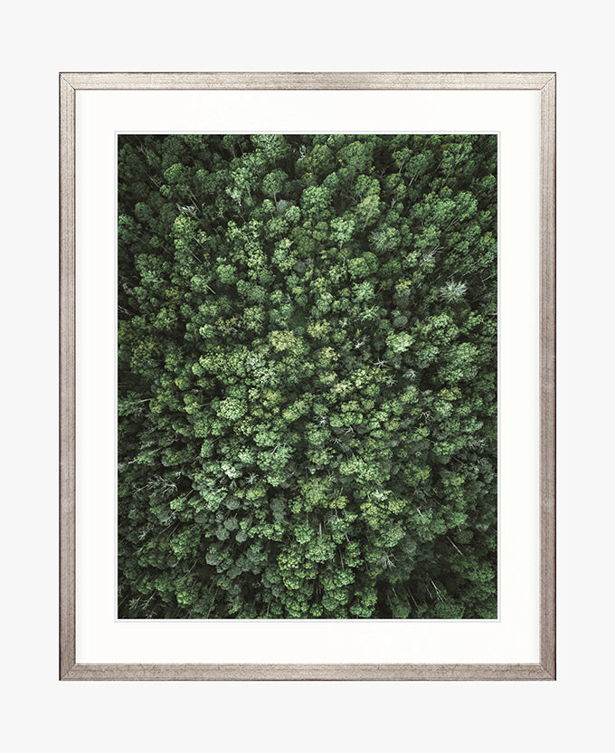 Gondwana Foliage VII