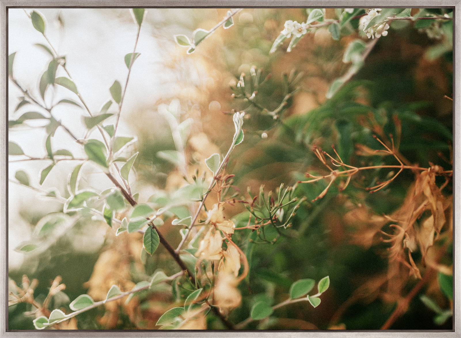 Gondwana Foliage VIII (Canvas)