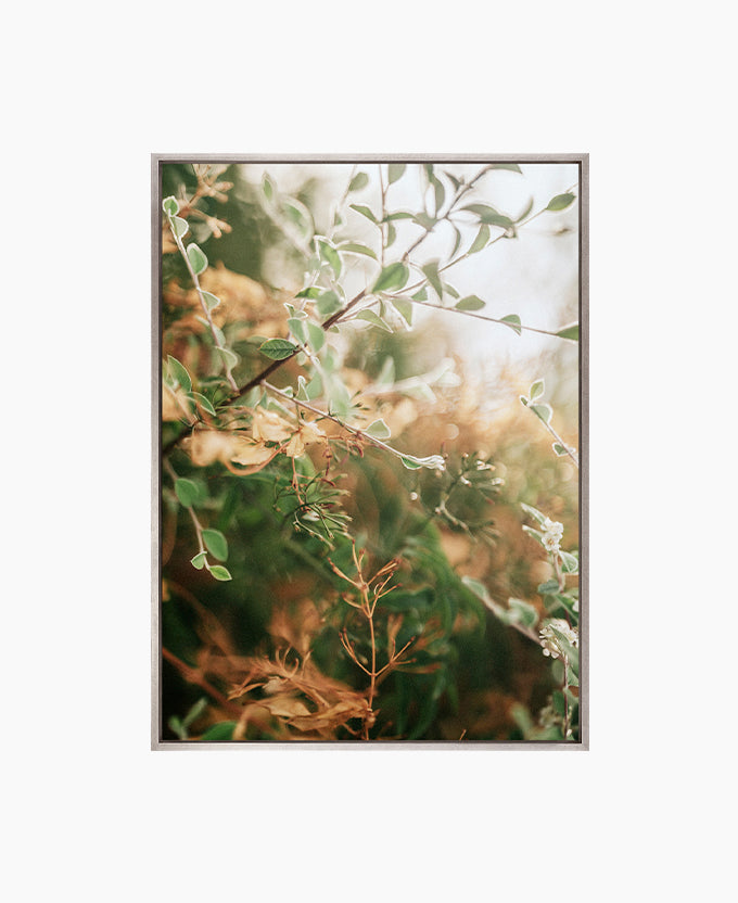 Gondwana Foliage VIII (Canvas)