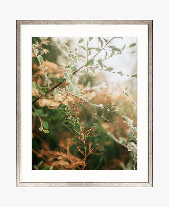 Gondwana Foliage VIII
