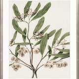 Hasting Native I