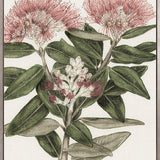 Hasting Native II (Canvas)