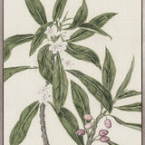 Hasting Native III (Canvas)