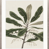Hasting Native IV