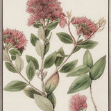 Hasting Native V (Canvas)