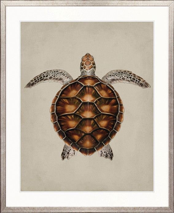 Majestic Turtle I