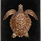Majestic Turtle III (Canvas)