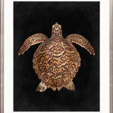 Majestic Turtle III