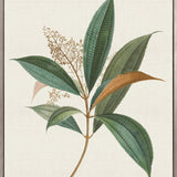 Floral Elegance I (Canvas)