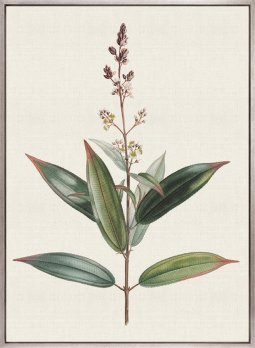 Floral Elegance VI (Canvas)