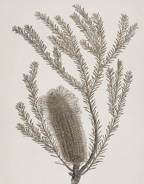 Endeavour Voyage Specimen I