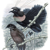 La Romieu Bird VII (Canvas)