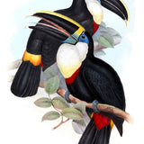 Toucan Tango IV (Canvas)