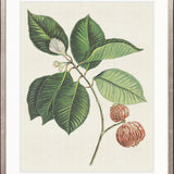 Exotic Botanical I