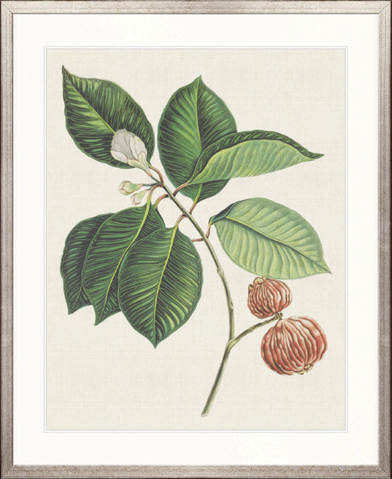 Exotic Botanical I