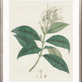 Exotic Botanical II