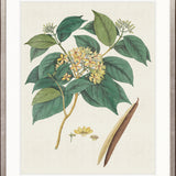 Exotic Botanical III
