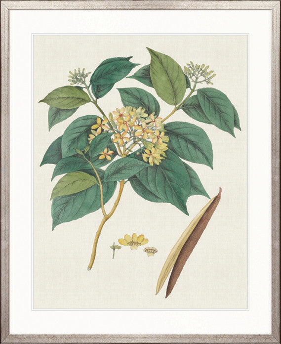 Exotic Botanical III