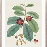 Exotic Botanical V