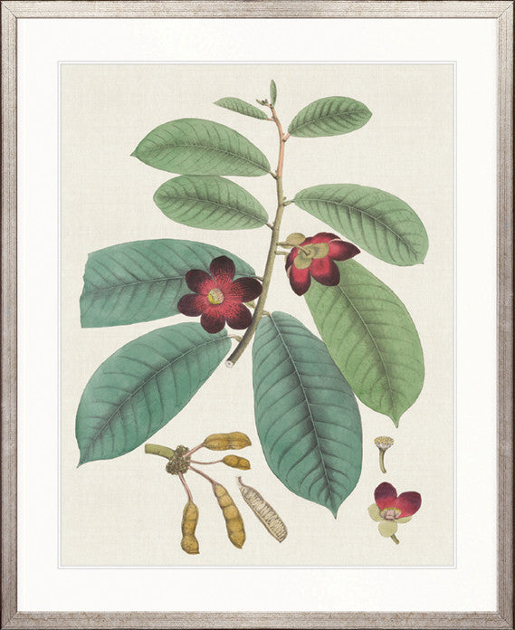 Exotic Botanical V