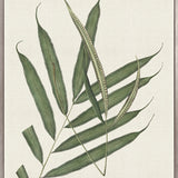 Exotic Foliage III (Canvas)