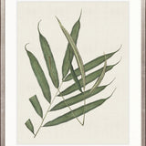 Exotic Foliage III