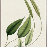 Exotic Foliage IV (Canvas)