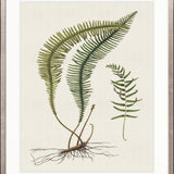Exotic Foliage V