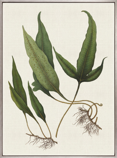 Exotic Foliage VI (Canvas)