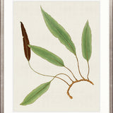 Exotic Foliage VII