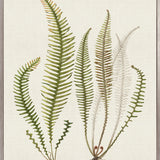 Exotic Foliage X (Canvas)