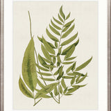Exotic Foliage XI