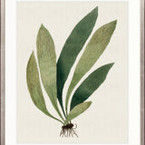 Exotic Foliage XII