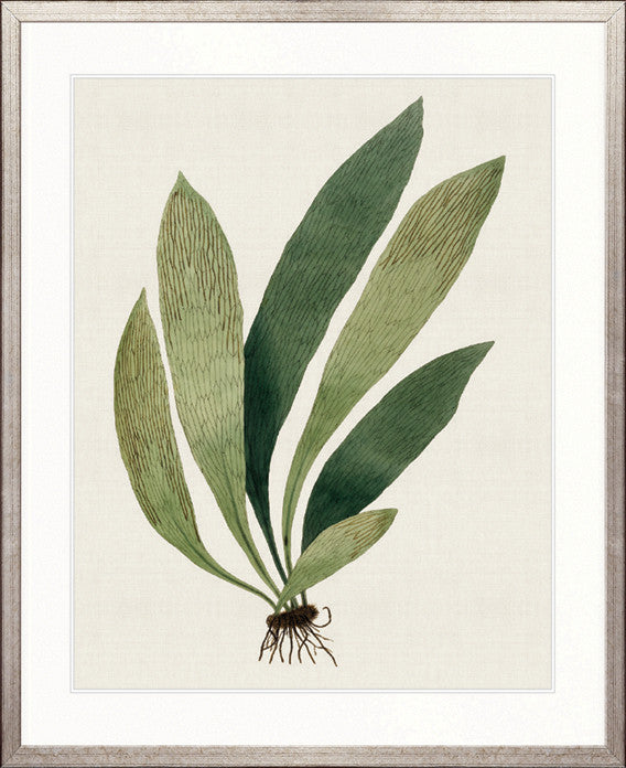 Exotic Foliage XII