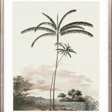 Vintage Palm Study IV