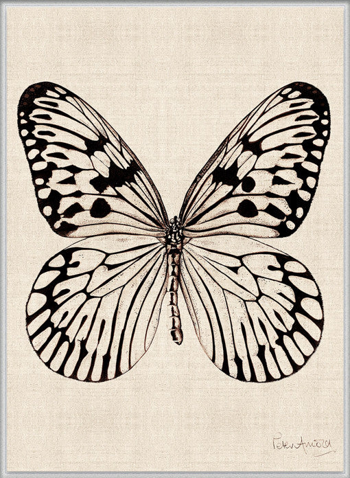 Fanciful Butterfly X (Canvas)