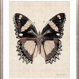 Fanciful Butterfly XI