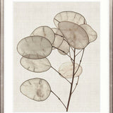 Kivu Seedpods II