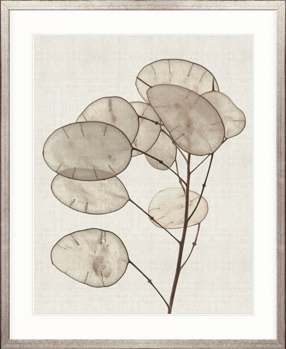 Kivu Seedpods II