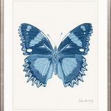 Fanciful Butterfly III
