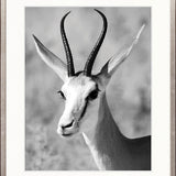 Safari Life II