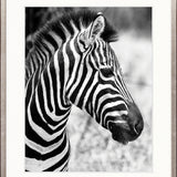 Safari Life III
