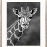 Safari Life IV