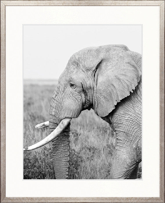 Safari Life VI