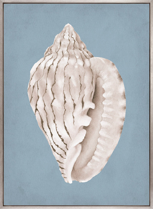 La Mesa Bay Shell IV (Canvas)