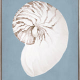 La Mesa Bay Shell VI (Canvas)